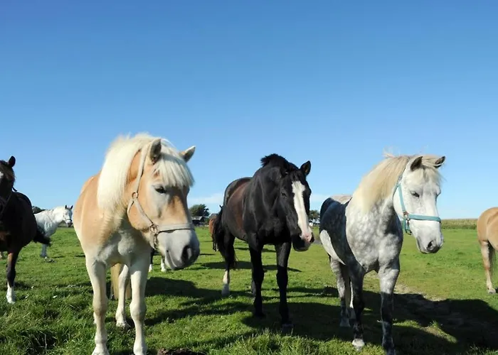 شقة Immensee App G